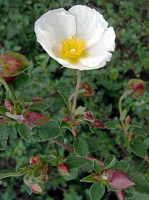 Cistus salviifolius