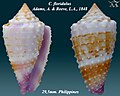 Conus floridulus Adams, A. & Reeve, L.A., 1848, granulose form