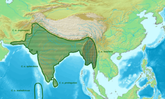 Topografische Karte Südasiens mit grün eingezeichneter Verbreitung