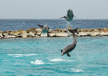 Dolphin show at the Curaçao Sea Aquarium