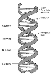 Διάγραμμα που απεικονίζει το DNA το πρωταρχικό γενετικό υλικό