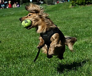 A Dachshund jumps up to a catch a tennis ball.