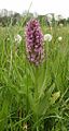 Dactylorhiza incarnata