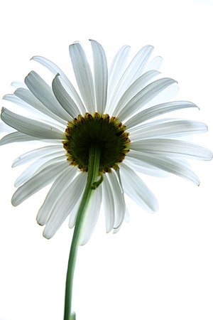 English: daisy from below