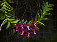 Photo of Trichoglottis atropurpurea flower