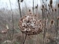 Queen Anne's Lace seed pod