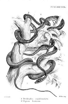 Zeichnung in schwarz-weiß von zwei Schlangen, die sich um einen Baum winden