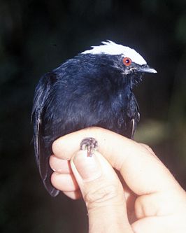 Witkruinmanakin