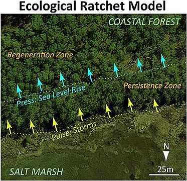 Ecological ratchet model of marsh migration in a forest [5]