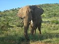 Elefant im Pilanesberg National Park