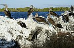 Blåfotad sula och en Galapagospingvin vid Elizabeth Bay, Isabela.