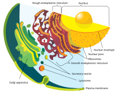 Detail of the eukaryote endomembrane system and its components Endomembrane system diagram en (edit).svg