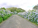 Estrada típica dos Açores, caminhos de hortensias, ilha Terceira.