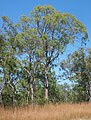 Eucalyptus exserta