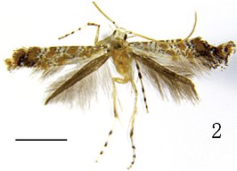 Eumetriochroa hederae