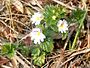 Vierrijige ogentroost (Euphrasia tetraquetra)