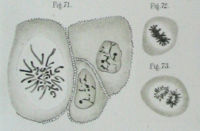 Walther Flemming 1882: Mitosefiguren bei Zellteilungen