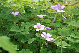 Unknown woodsorrel