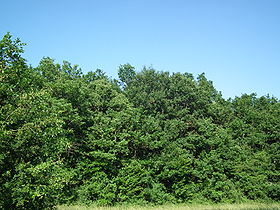 Image illustrative de l’article Forêt de la Lande