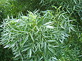 Fraxxnu tal-werqa dejqa/Siġra tal-paċenzja Fraxinus angustifolia