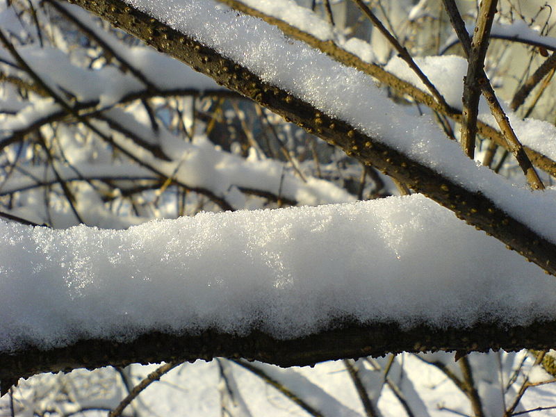 File:Fresh snow.JPG