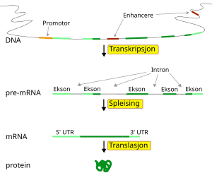 Diagram of a eukaryotic gene