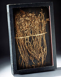 A peanut specimen collected by Carver George Washington Carver-peanut specimen.jpeg