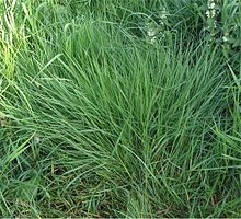 Gewoon struisgras Agrostis tenuis.jpg