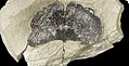 Fossil av Ginkgo gardneri-blad