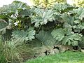 Gunnera tinctoria, red Haloragales