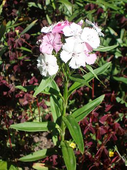 Šiurpinis gvazdikas (Dianthus barbatus)