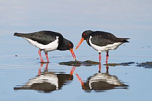 Pair of pied oystercatchers foraging in shallow water