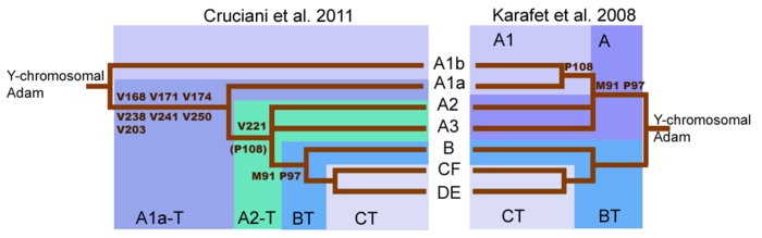 A raíz revisada da familia do cromosoma Y dey Cruciani et al. 2011 comparada coa de Karafet et al. 2008. Sábese agora que hai un haplogrupo (A00) fóra deste esquema. O grupo deseignado A1b aquí chñamase agora A0,[3] e a denominación "A1b" úsase agora para o que aquí se chama A2-T.