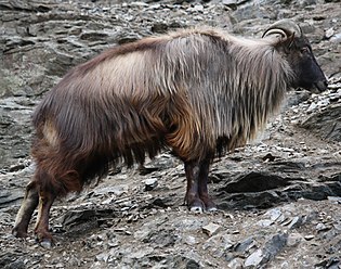 Tahr de l'Himalaya (Hemitragus jemlahicus)