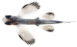 Hirundichthys sp. juvénile