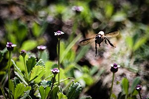 Honey Bee from Bangladesh