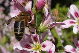 Honey bee on F. sonchifolia