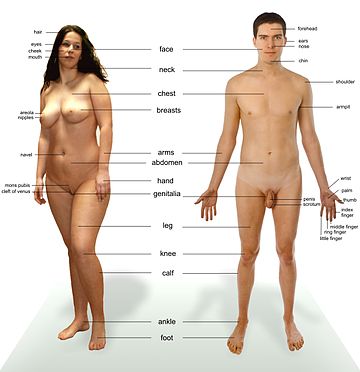 human anatomy. important in human anatomy