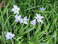 Ipheion uniflorum