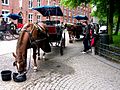 Paarden in Brugge