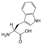 Chemical structure of Tryptophan