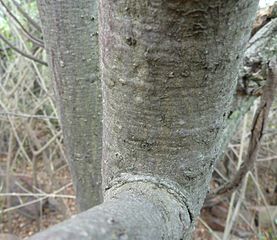 Bark