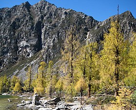 Larix potaninii v jesenski barvi.