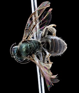 Lasioglossum tenax