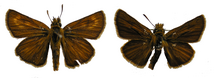 Two butterflies side-by-side. The left is a dark brown, with lighter circles around the top wings. The right is darker, and the circles of light are less visible.
