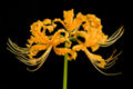 Lycoris aurea, species cui sunt stamina longa