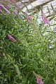 Purple Loosestrife, Lythrum salicaria