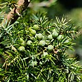 Wacholder (Juniperus)