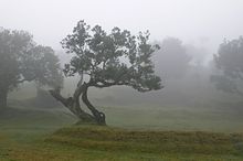 Grandes árboles en la niebla, con hierba entre ellos