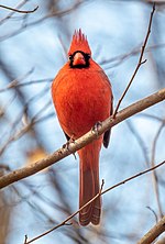 Vignette pour Cardinal rouge